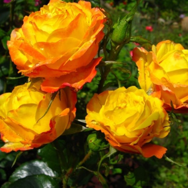 Роза полиантовая "Rumba"