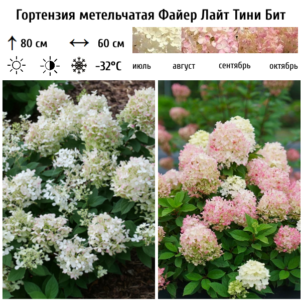 Гортензия метельчатая "Фаер Лайт Тини Бит"