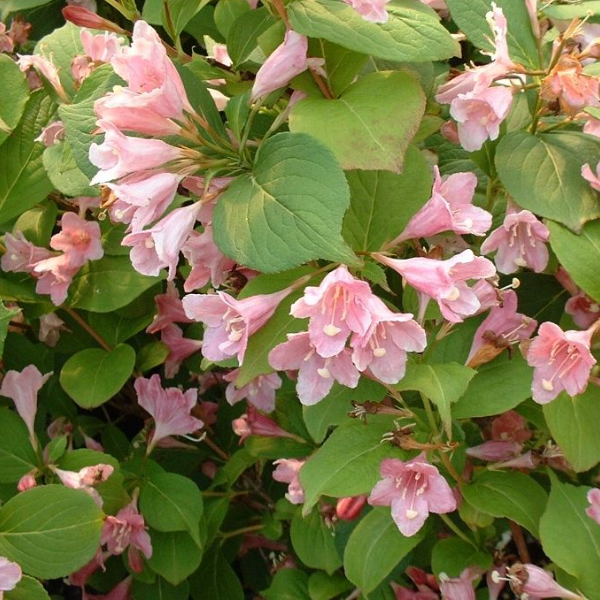 Вейгела цветущая "Пикобелла Роза" 