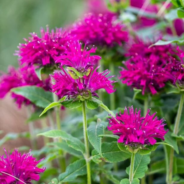 Монарда гибридная "Грейп Гамблл"