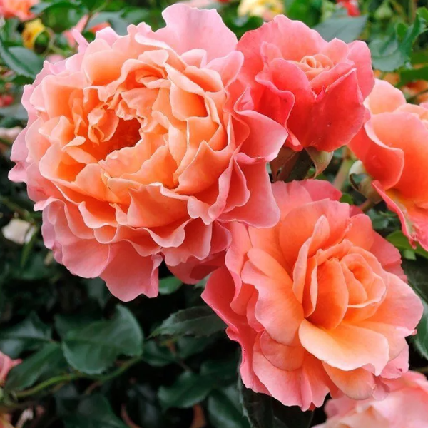 Основное изображение товара