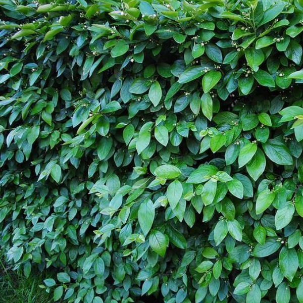 Кизильник блестящий