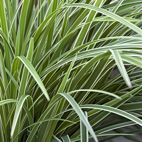 Осока Морроу "Айс Дэнс" 