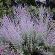 Перовския гибридная 