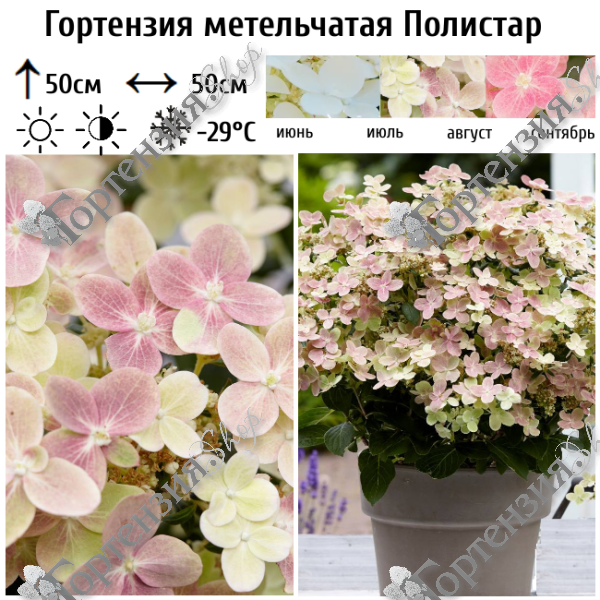 Гортензия метельчатая "Полистар"