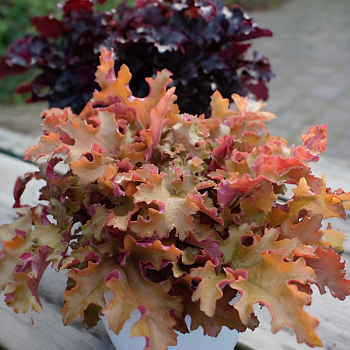 Гейхера "Зиппер" 