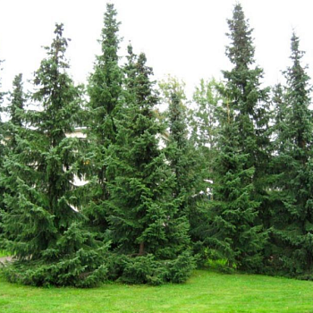 Ель сербская 