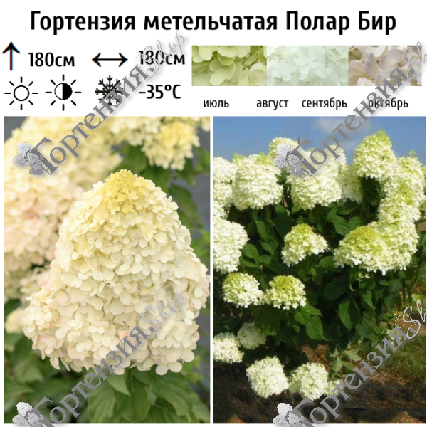 Гортензия метельчатая Полар Бир (Полярный медведь)
