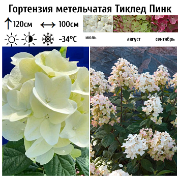 Гортензия метельчатая "Тиклед Пинк" 