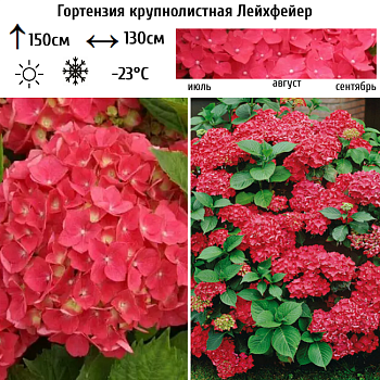 Гортензия крупнолистная "Лейхфейер" 