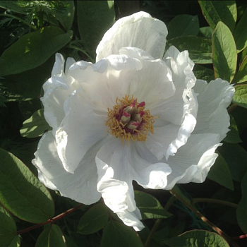 Пион древовидный "Вайт" 