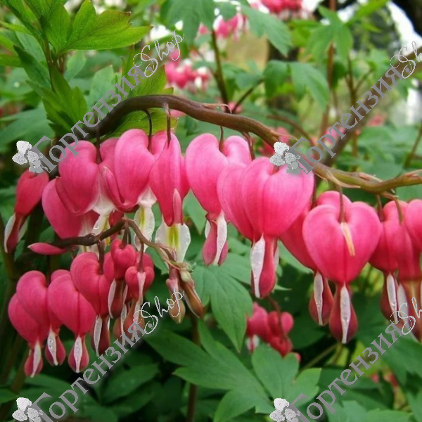 Дицентра  великолепная "Валентин"