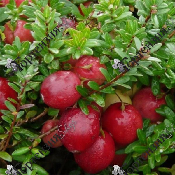 Клюква обыкновенная