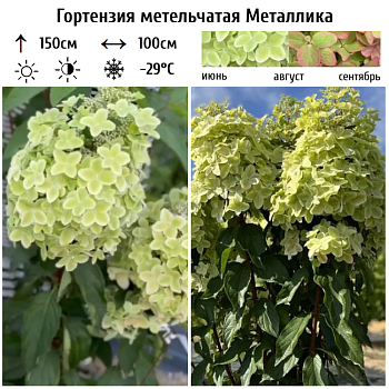Гортензия метельчатая "Металлика" 