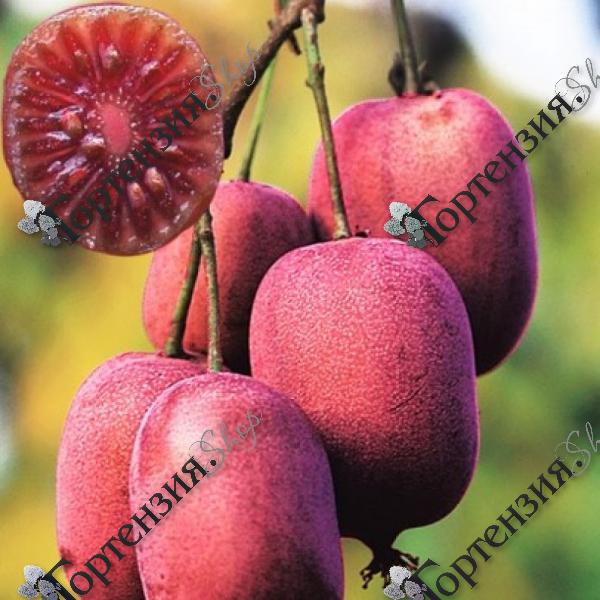 Актинидия аргута "Кенс Ред"